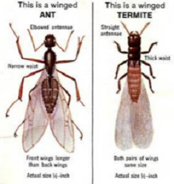 Differences Between Ants and Termites