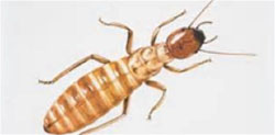Termite