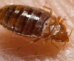 Bed Bug On a Person