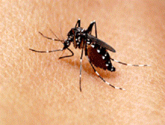 Mosquito On a Person