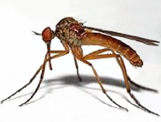 Dangerous Mosquito