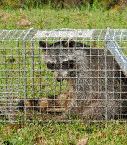 Raccoon In a Cage