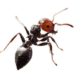 Ant